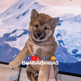 JIMMY - Red male Shiba Inu puppy in Minnesota from BonsaiShibas