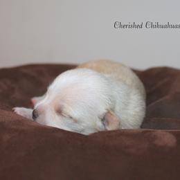 Princess - Cream female Chihuahua puppy in Willamina, Oregon from Cherished Chihuahuas