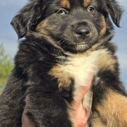 Shamrock - Black tri Miniature Australian Shepherd puppy in Boonville, New York from Amy & Dan's Awesome Aussies