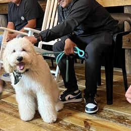 Goldendoodle and Saint Berdoodle All Grown Up from Golden Pond Doodle’s DFW
