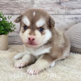Theodore - Red and white male Pomsky puppy in Riverside, California from LittleLoyalz