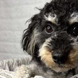 Aussiedoodles from Iron Doodles