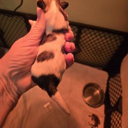 Boy spotted brown and white - Tricolor male Shih Tzu puppy in Missouri from Farm Animal Mommy Shih tzu's