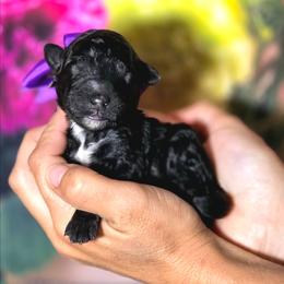 Cabbage - Parti female Poodle puppy in Springfield, Oregon from Valaurah Farms