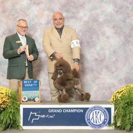 Cricket - Poodle