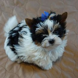 Biewer Terrier Puppies from Lpc Biewer Terriers