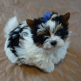 Biewer Terrier Puppies from Lpc Biewer Terriers