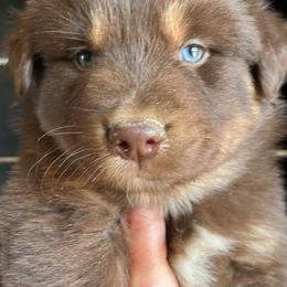 Bambi - Red & white male Australian Shepherd puppy in Whitwell, Tennessee from Owl Hollow Farm