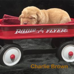 Charlie Brown - Yellow male Labrador Retriever puppy in Tigard, Oregon from Morrison Labrador Retreivers