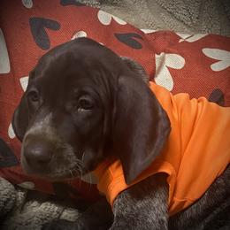 Pup 6 Orange available - Liver roan male German Shorthaired Pointer puppy in Hardeman County, Tennessee from Howell Farm GSP