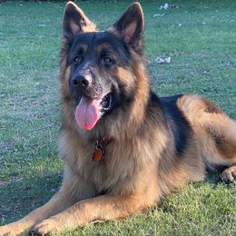 German Shepherds from Lone Starr German Shepherds