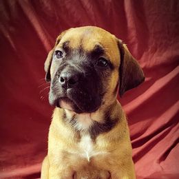 Girl 5 - Boerboel puppy in Naples, New York from Freedom Boerboels LLC