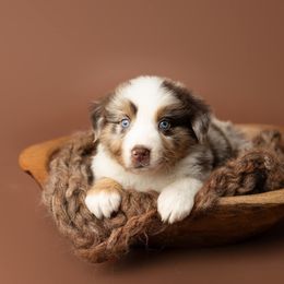 Australian Shepherd Puppies from Morton’s Farm
