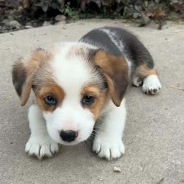 Male 1 - Blue merle and white male American Corgi puppy in Portland, North Dakota from Sliding stop corgis