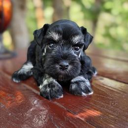 Opal - Black and silver female Miniature Schnauzer puppy in Saratoga Springs, Utah from Happy Beard Schnauzers