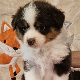 Jade - Red tri-color female Miniature American Shepherd puppy in Hume, Virginia from Shadow Fox Farm