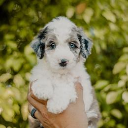 Goldendoodle and Sheepadoodle Puppies from Dooling Doodles