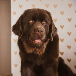 Fern - Newfoundland
