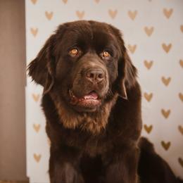 Fern - Newfoundland