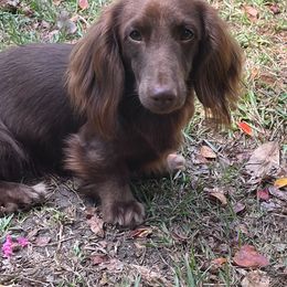 Ozzy - Dachshund