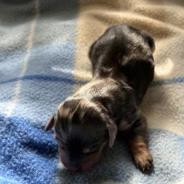 Vixen - Dapple female Dachshund puppy in Mountain Home, Arkansas from The Teacup Homestead Miniature Dachshunds