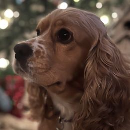 Cocker Spaniels from Grace Cocker Spaniels