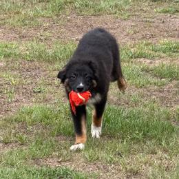 Sal - Black tri-color male Australian Shepherd puppy in Oak Hill, Florida from Swingin T Ranch LLC