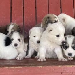 Central Asian Shepherd Dogs and Pembroke Welsh Corgis from Crazy 8 Corgis