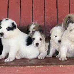 Central Asian Shepherd Dogs and Pembroke Welsh Corgis from Crazy 8 Corgis