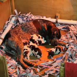 Bluetick Coonhound and Labrador Retriever Puppies from Five Oaks Retreat