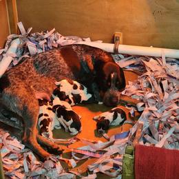 Bluetick Coonhound and Labrador Retriever Puppies from Five Oaks Retreat