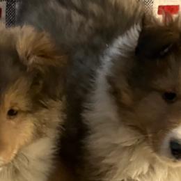 Shetland Sheepdogs from Oak Knoll
