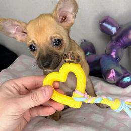 Red Black Male - Black and red male Chihuahua puppy in Sherwood, Arkansas from Bartelt Breeders
