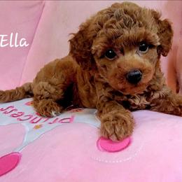 Ella - Red  female Poodle puppy in Montrose, Pennsylvania from Tales Of Joy