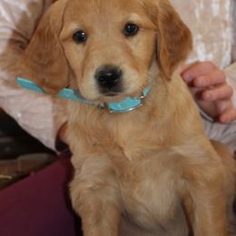 Girl 3 - Golden Retriever puppy from High Plains Goldens