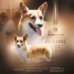 Roxanne - Pembroke Welsh Corgi