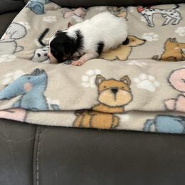 Crystal - White black and tan female Papillon puppy in Benton, Arkansas from Mama's Pride Poms and Paps