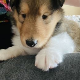Collie Puppies from Vintage Collies