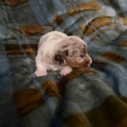 Rebel - Dapple female Dachshund puppy in Erie, Michigan from Champagne’s Grinch Toe’d Dachshunds