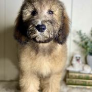 Betty - Brown female Whoodle puppy in Wisconsin Rapids, Wisconsin from Whoodles of the Valley