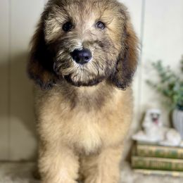 Betty - Brown female Whoodle puppy in Wisconsin Rapids, Wisconsin from Whoodles of the Valley