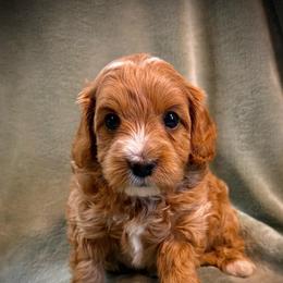 Brook - Apricot female Cavapoo puppy in North Branch, Minnesota from Rosie’s Pups MN