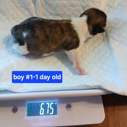 Shih Tzu Puppies from 2 Sons & 4 Paws Puppies
