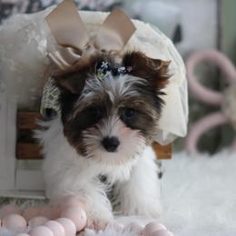 Jill - Parti female Yorkshire Terrier puppy in Hughesville, Missouri from Puppykiss4u