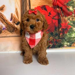 Holly - Red  female Goldendoodle puppy in Pocasset, Massachusetts from Mini Goldendoodles of Cape Cod