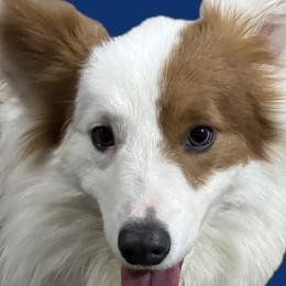 Kayce - Pembroke Welsh Corgi