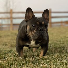 Jessie - French Bulldog