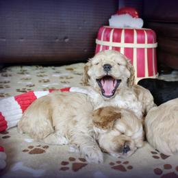 Chole's Cocker Spaniels breeder of Cocker Spaniel