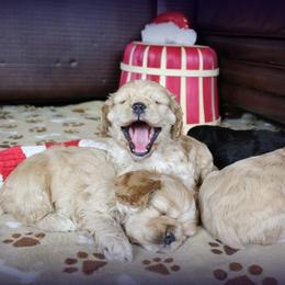 Chole's Cocker Spaniels breeder of Cocker Spaniel