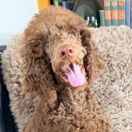 Blue Collar Boy - Guardian or Partnership Home - Silver-beige  male Poodle puppy in Oklahoma City, Oklahoma from Velvet Standards